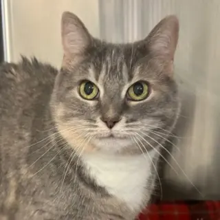 Missy