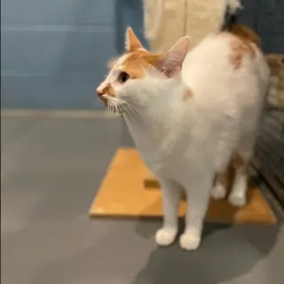 Tabasco