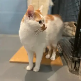Tabasco