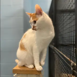 Tabasco