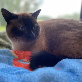 Tia