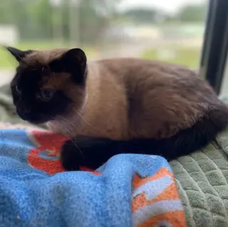 Tia