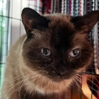 Tia