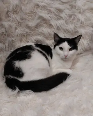 Oyster * IN FOSTER *