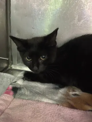 Button * IN FOSTER *