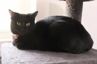 Button * IN FOSTER *