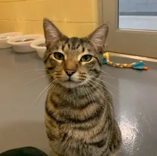 Klaus