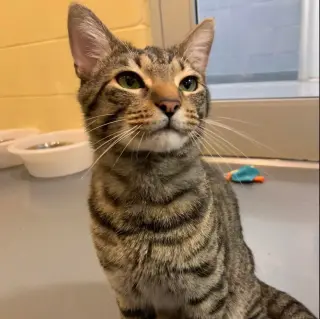Klaus