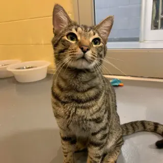 Klaus