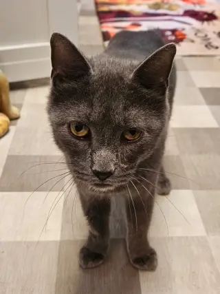 Whiskey  ** IN FOSTER **