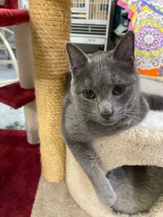 Whiskey  ** IN FOSTER **