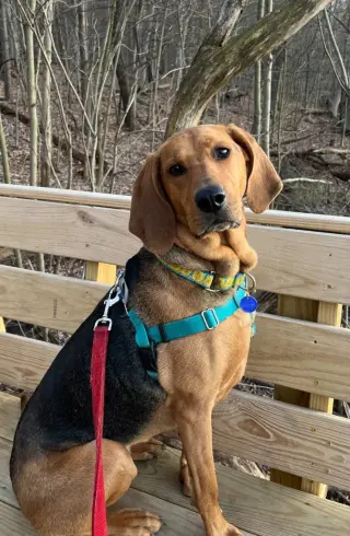 Carlie-In a Foster Home