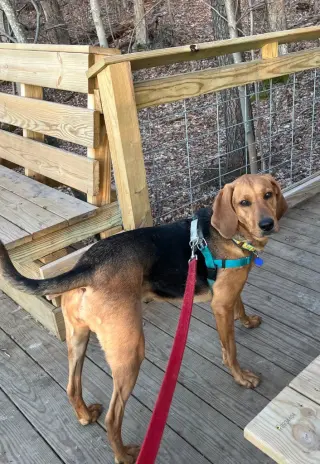 Carlie-In a Foster Home