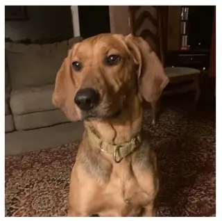 Carlie-In a Foster Home
