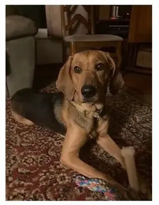 Carlie-In a Foster Home