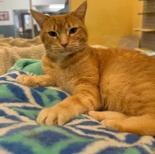 Tawny