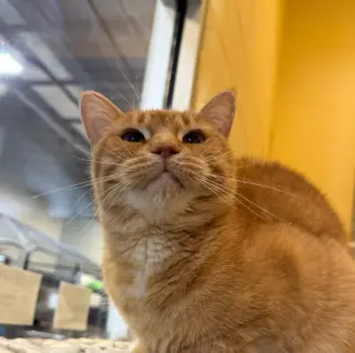 Tawny