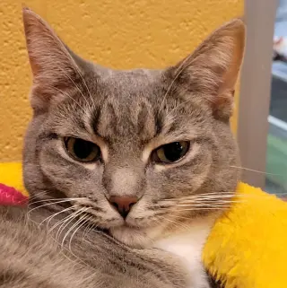 Darling