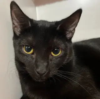 Indigo
