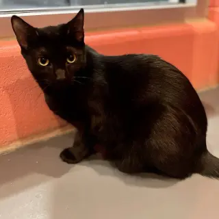 Indigo