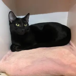 Indigo