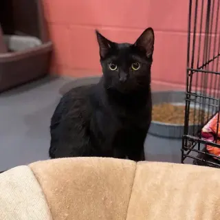 Indigo
