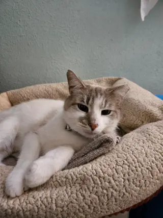 Perpugilliam (Peri) *IN FOSTER* FIV+