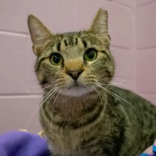 Milo