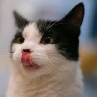 Smidgen