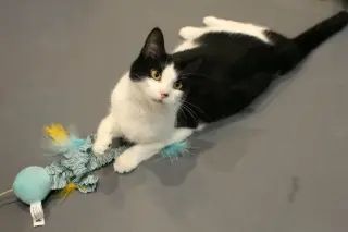 Smidgen