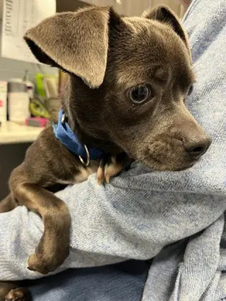 Leonard - In a Foster Home!
