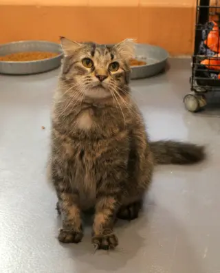 Toki Wartooth