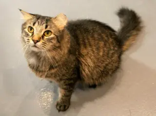 Toki Wartooth