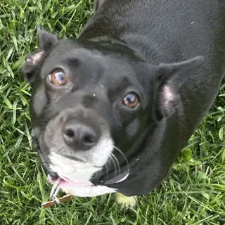Lila
