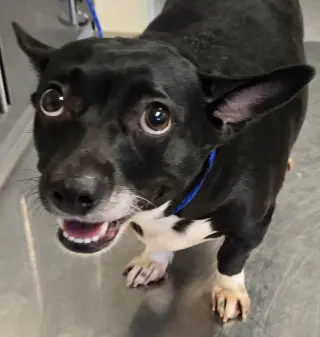 Lila