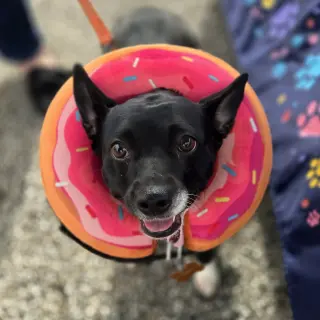 Lila