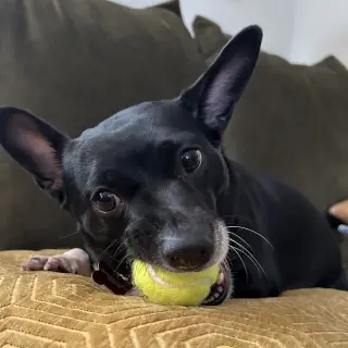 Lila