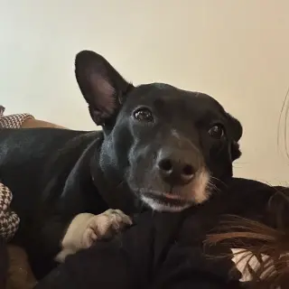 Lila
