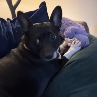 Lila