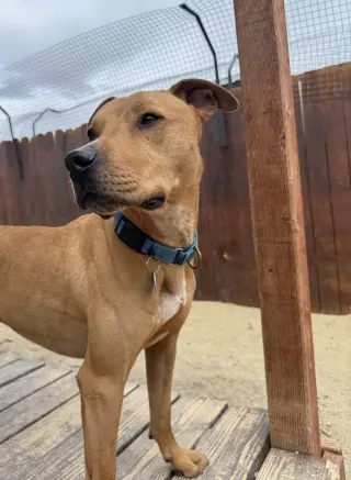 Axel