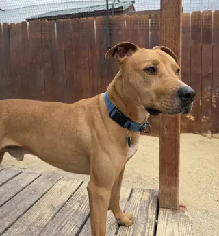 Axel