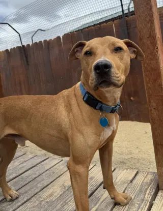 Axel