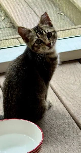 Miso