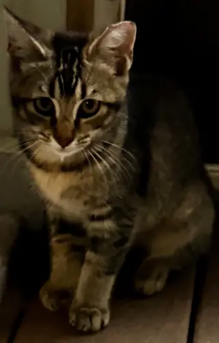 Miso
