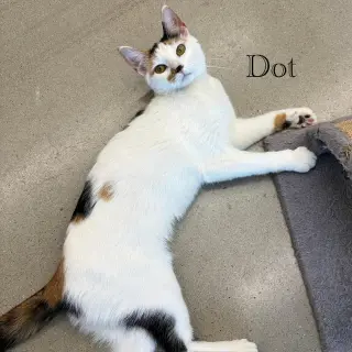 Dot