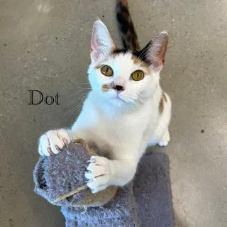 Dot