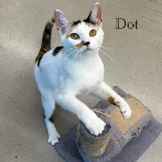 Dot