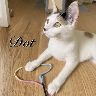 Dot