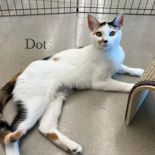 Dot