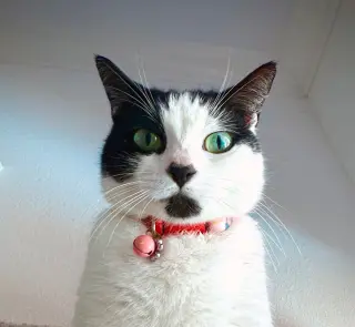 Minnie Moo #love-machine